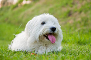 Read more about the article 10 Best Small Hypoallergenic Dog Breeds for Allergy-Prone Families