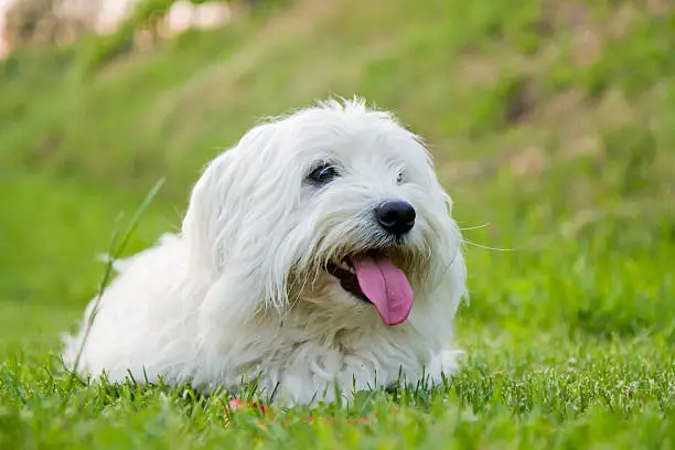 You are currently viewing 10 Best Small Hypoallergenic Dog Breeds for Allergy-Prone Families