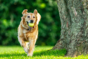 Read more about the article Top 10 Best Dog Breeds Reviewed – Which Breed Is Right for You?