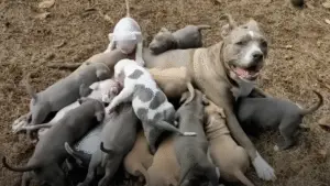 Read more about the article Couple Fosters Skinny Dog, Unaware She’s Pregnant With Massive Litter