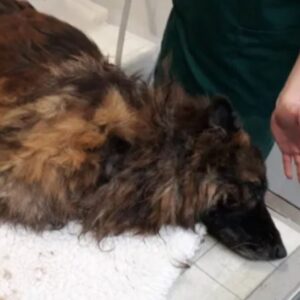 Read more about the article Woman Tries To Drown Belgian Shepherd In River By Fastening A Boulder To Her Neck