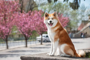 Read more about the article 10 Stunning Dog Breeds That Will Take Your Breath Away