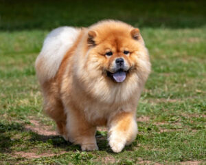 Read more about the article The 10 Most Expensive and Rare Dog Breeds You Won’t Believe Exist!