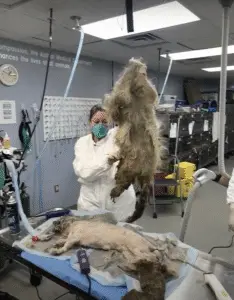 Read more about the article Neglected Dog Covered in 9 Pounds of Matted Fur and 6-Inch Nails Gets a New Life
