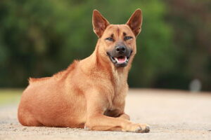 Read more about the article Meet the 10 Rarest Dog Breeds You’ve Probably Never Heard Of