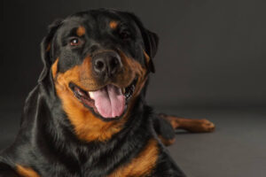 Read more about the article 10 Dog Breeds That Are More Intelligent Than You Think