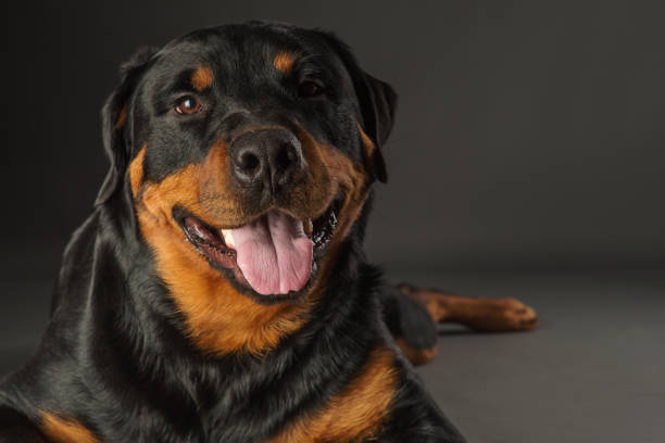 You are currently viewing 10 Dog Breeds That Are More Intelligent Than You Think