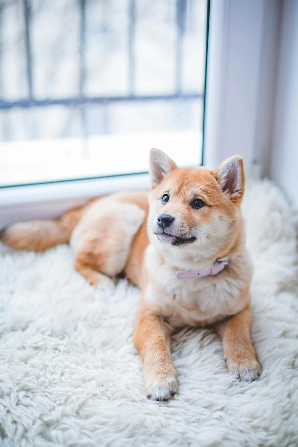 You are currently viewing 15 Signs Your Dog Suffers From Loneliness
