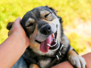 Read more about the article 20 Things To Do To Make Your Dog Love You Even More, According to K9 behaviorists