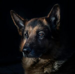 Read more about the article The Real Reason Your Dog Barks at Some Strangers But Not Others (6 Shocking Truths!)