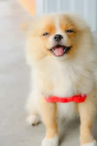 Read more about the article 15 Proven Signs Your Dog Is Happier With You Than Anyone Else