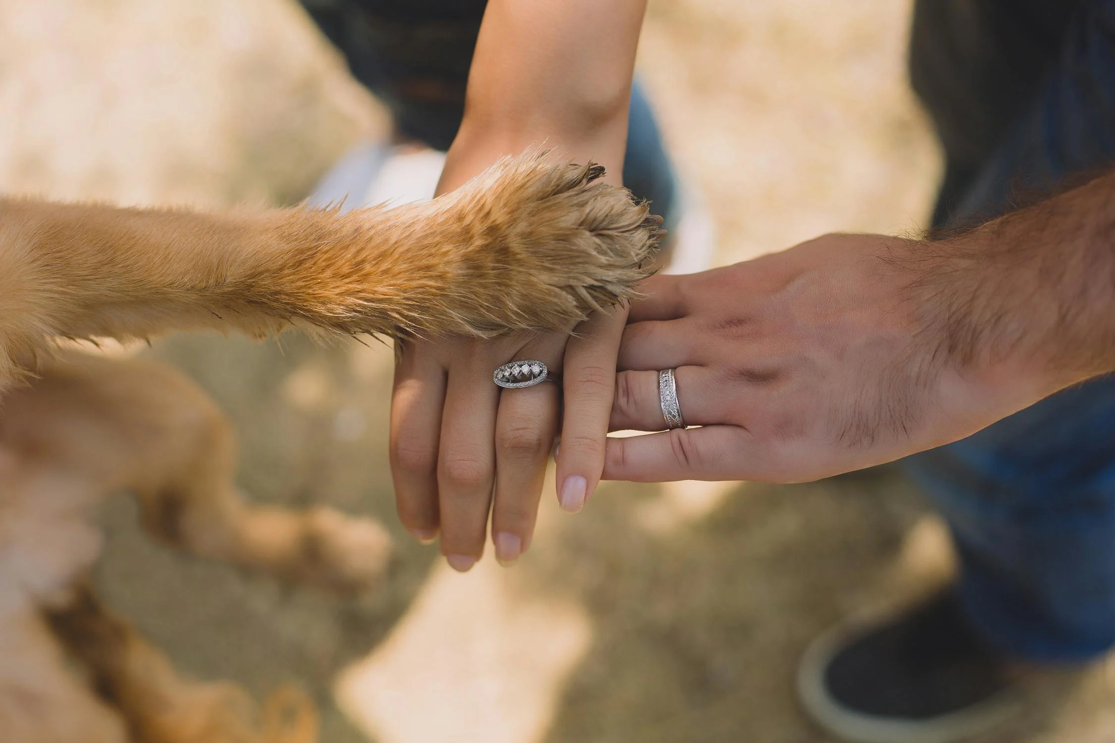 You are currently viewing Why Does Your Dog Keep Checking On You? 10 Incredible Reason
