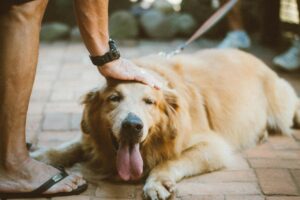 Read more about the article How Do Dogs Choose Their Favorite Person (9 Scientific Secrets to Earn Their Trust)