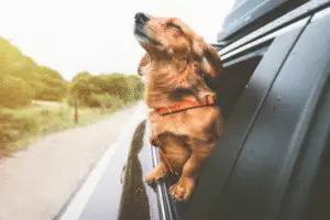 Read more about the article 10 Things Your Dog Loves More Than Getting  PETS! (According to Experts)
