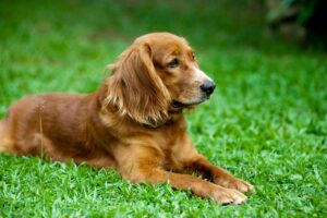 Read more about the article All Dog Breeds That Currently Exist – Which One Is Your Favorite?