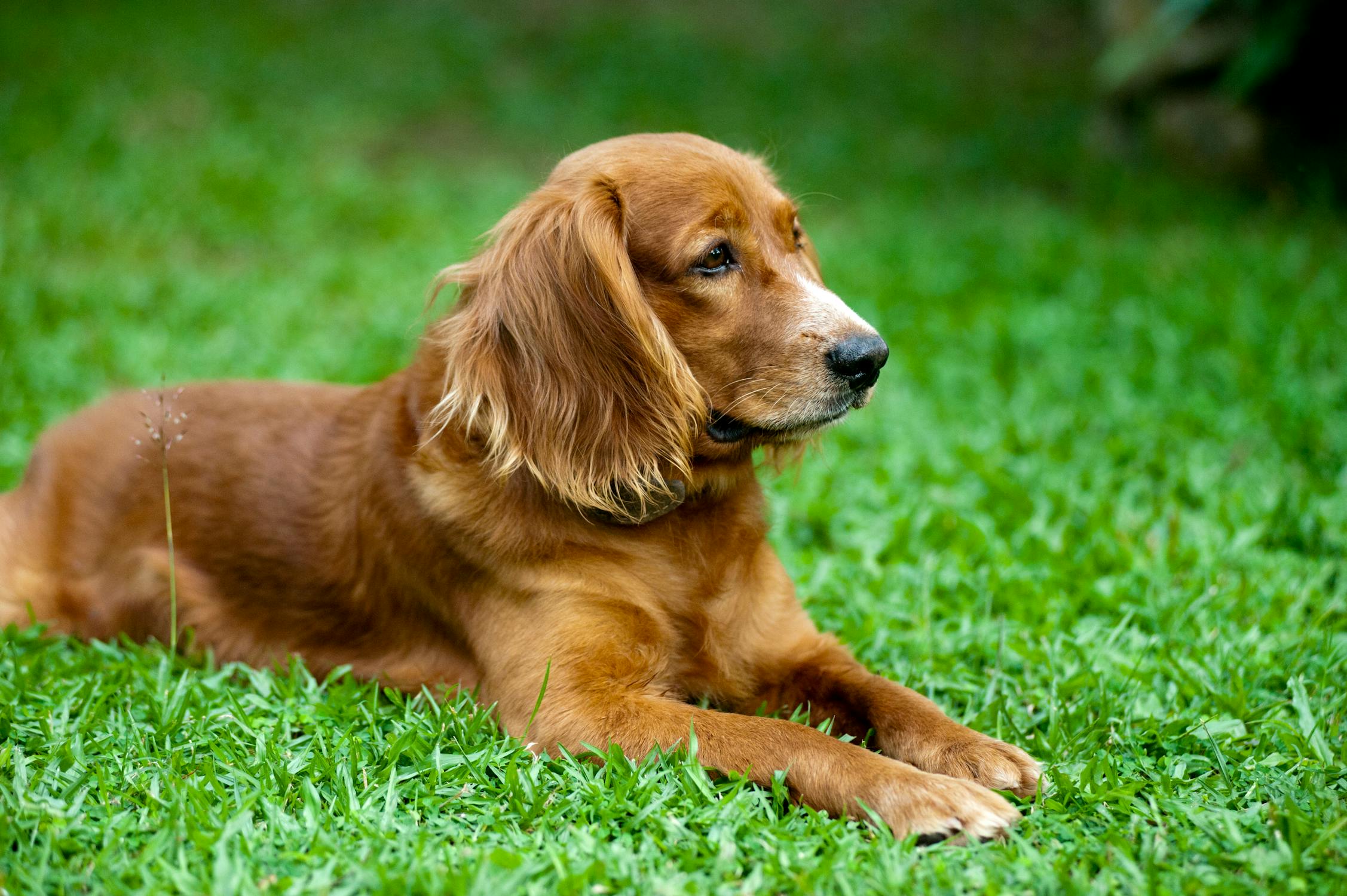 You are currently viewing All Dog Breeds That Currently Exist – Which One Is Your Favorite?