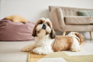 Read more about the article 10 Best Dog Breeds for First-Time Owners – #1 Will Surprise You!