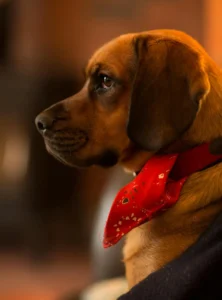 Read more about the article 10 Everyday Things That Secretly Hurt Your Dog’s Feelings (Without You Realizing It!)