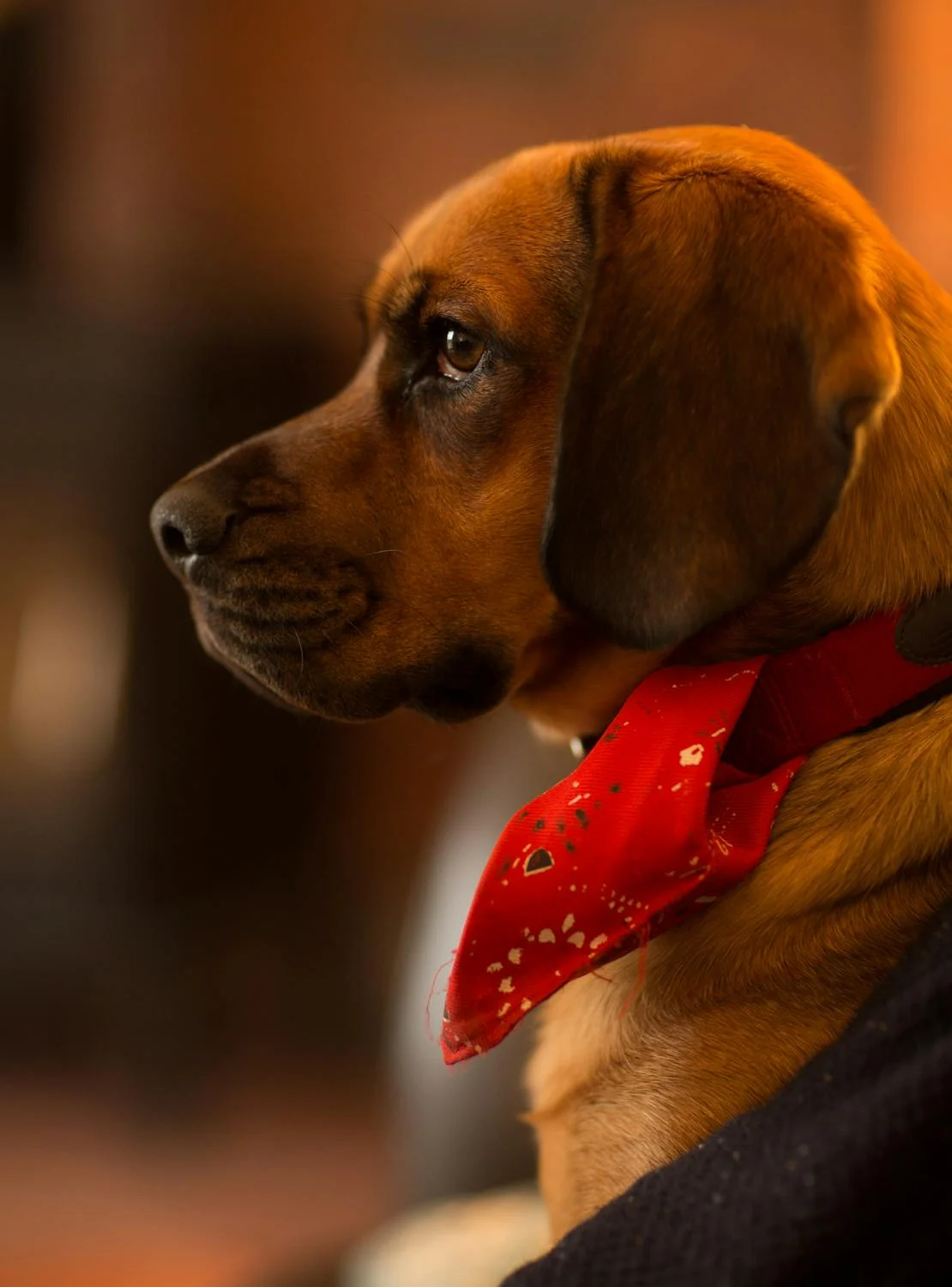 You are currently viewing 10 Everyday Things That Secretly Hurt Your Dog’s Feelings (Without You Realizing It!)