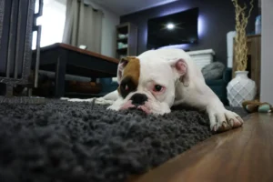 Read more about the article 15 Deadly Mistakes You’re Unknowingly Making When Feeding Your Dog