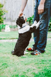 Read more about the article How To Tell Your Dog You Love Them (12 Ways They Can Understand)