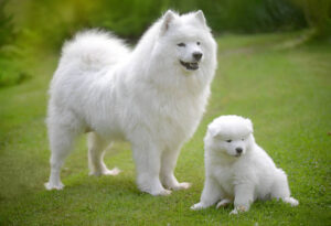 Read more about the article 10 Dog Breeds From Ancient Times That Still Exist Today