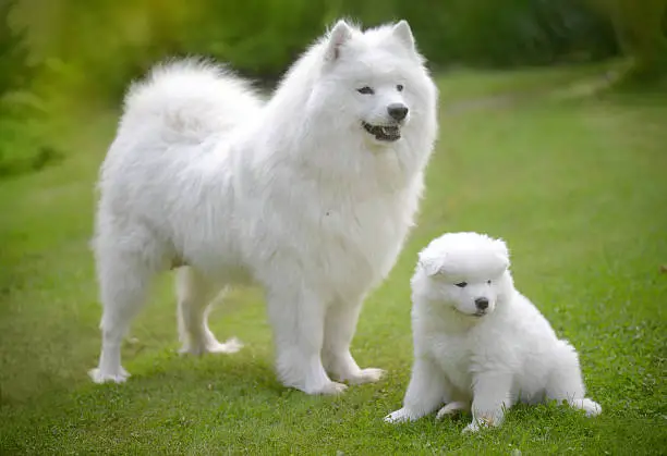 You are currently viewing 10 Dog Breeds From Ancient Times That Still Exist Today