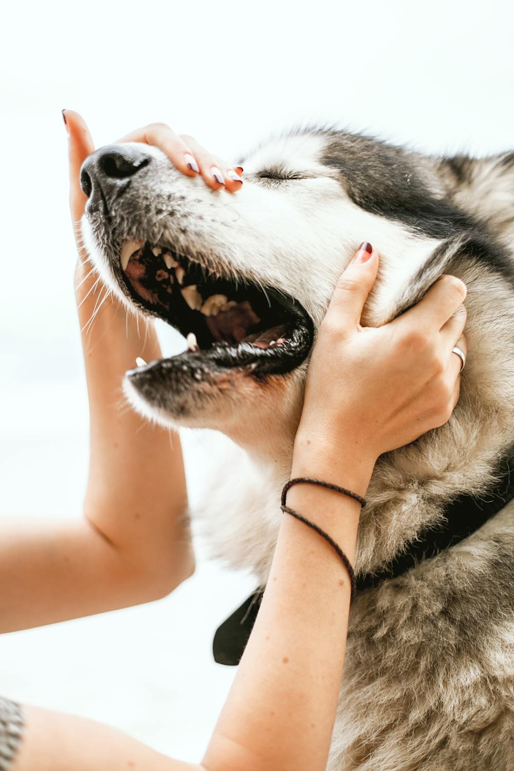 You are currently viewing When Dog Lick You, This Is What It REALLY Means (it’s not Cute)