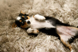 Read more about the article Why Does Your Dog Stretch When They See You? Learn the True Meaning Behind This
