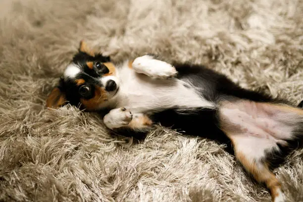 You are currently viewing Why Does Your Dog Stretch When They See You? Learn the True Meaning Behind This