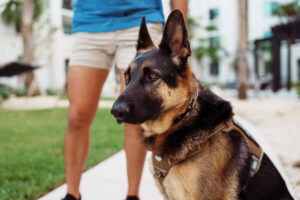 Read more about the article Looking for Protection? Here are 10 Dog Breeds Robbers Fear The Most