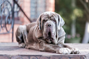 Read more about the article 10 Most Unsuitable Dog Breeds For You (Unless You Love Chaos!)