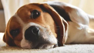 Read more about the article 15 Things Your Dog Will Never Forgive You For (And Most Owners Are Guilty of #1!)