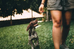 Read more about the article 11 Strange Things only Dogs Can See and Hear but You can’t