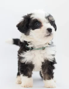 Read more about the article The 10 Best Small Dog Breeds That Stay Fresh and Clean—No Shedding, No Smelling!