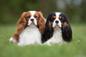 Read more about the article Thinking of Getting a Dog? These Are The Top 10 Most friendly Dog Breeds