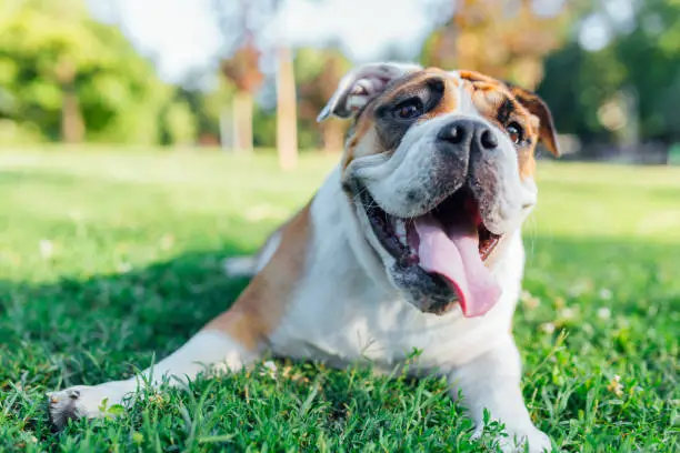 You are currently viewing 10 Bizarre Dog Behaviors and What They Actually Mean