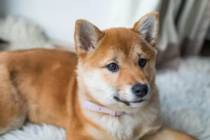 Read more about the article 15 Heart-Melting Signs Your Dog’s Considers You Their Mother