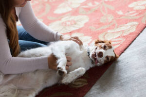 Read more about the article 9 Surprising Traits Dogs Love In Humans – Do You Have These?