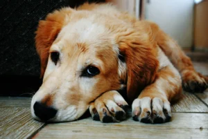 Read more about the article 10 Heartbreaking Signs Your Dog Is Dying – #6 Will Shock You!