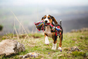 Read more about the article 11 Signs Your Dog is VERY Happy and Healthy Living With YOU