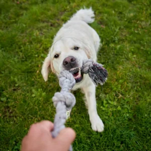 Read more about the article 19 Human Behaviors That Dogs Secretly Hate The Most (But Won’t Tell You!)