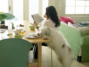 Read more about the article 8 Crazy Signs Your Dog Thinks THEY Are The Boss