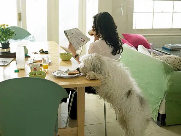 You are currently viewing 8 Crazy Signs Your Dog Thinks THEY Are The Boss