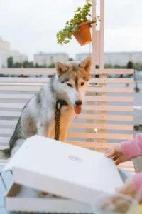 Read more about the article These 21 Mistakes Will Make Your Dog Think You Don’t Love Them